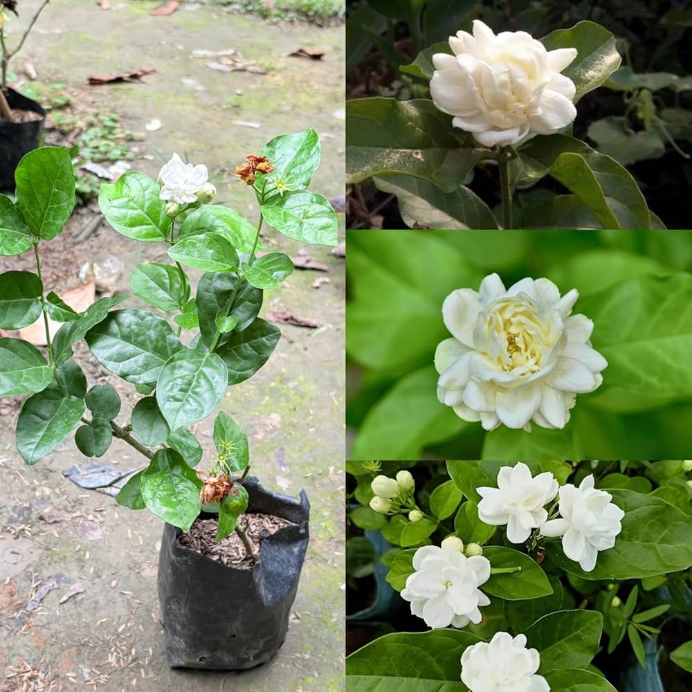 Jasmine Plants — Jasmine sapling available at Agro Nursery Garden